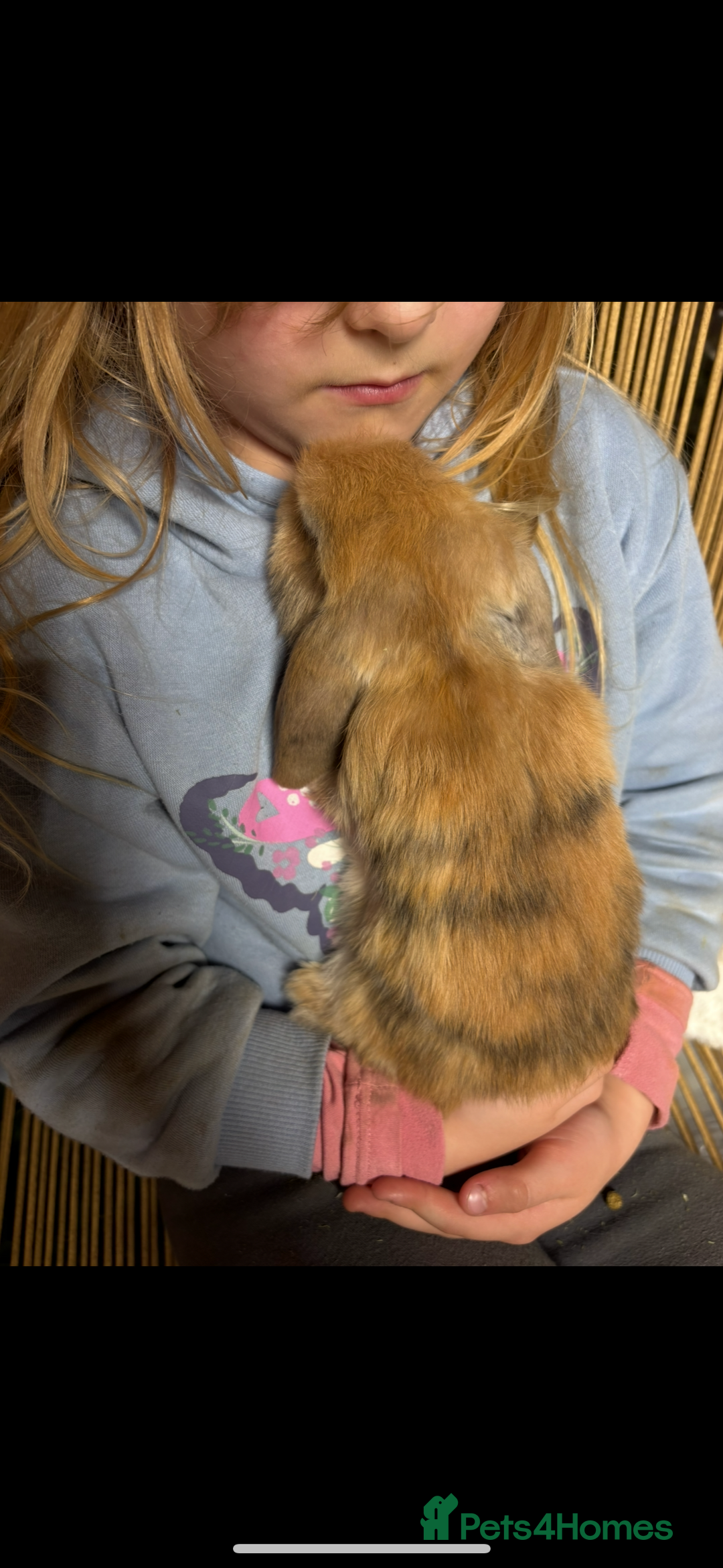 Mini Lop rabbits for sale: Beautiful Pure Bred Mini Lop Babies Available - Image 4