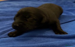 Labrador Retriever dogs for sale: Black Labrador retriever puppies KC registered - Image 1