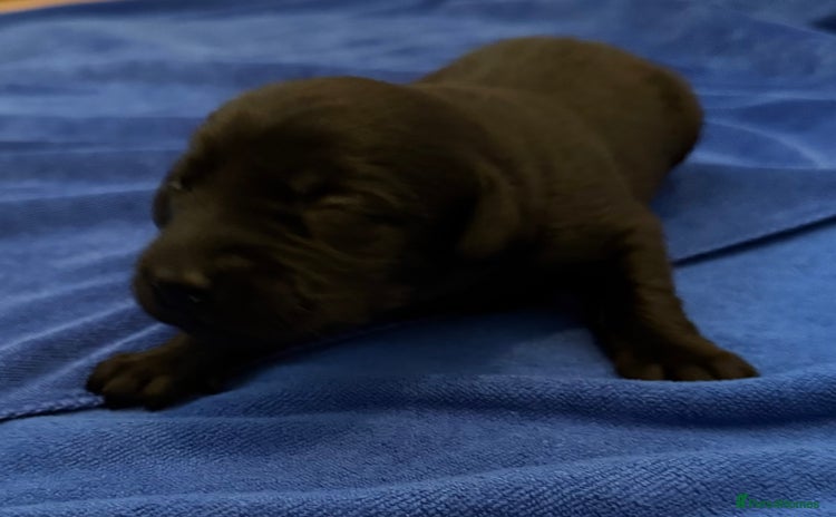 Labrador Retriever dogs - Advert 3