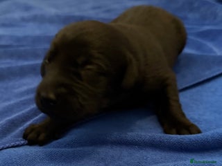 Labrador Retriever dogs - Advert 1