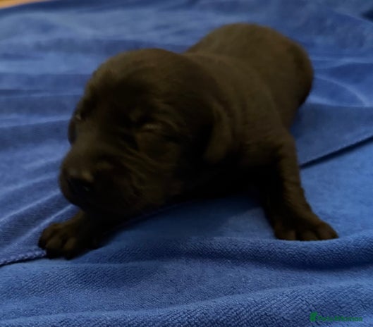Labrador Retriever dogs - Advert 1
