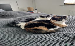 Domestic Shorthair cats for sale: Sister cats to be rehomed together! Friendly girls - Image 4