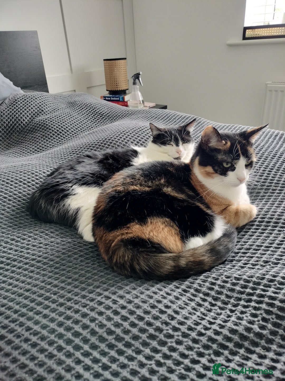 Domestic Shorthair cats for sale: Sister cats to be rehomed together! Friendly girls - Image 4
