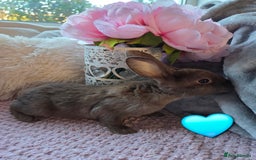 Rex rabbits for sale: 🐰🐰Beautiful baby mini rex 🐰🐰 - Advert 7