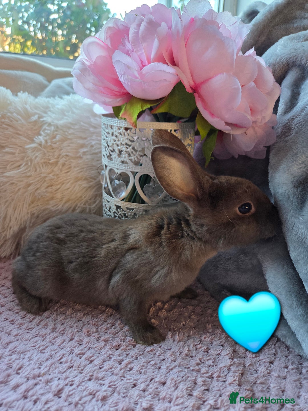 Rex rabbits for sale: 🐰🐰Beautiful baby mini rex 🐰🐰 - Advert 7