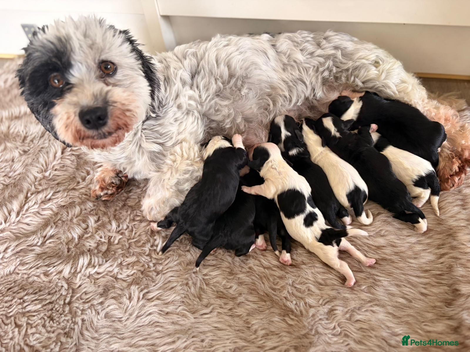 Havanese dogs Superb litter of K. C Registered havanese puppies - Advert 11