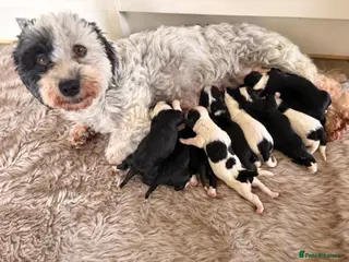 Havanese dogs Superb litter of K. C Registered havanese puppies - Advert 11