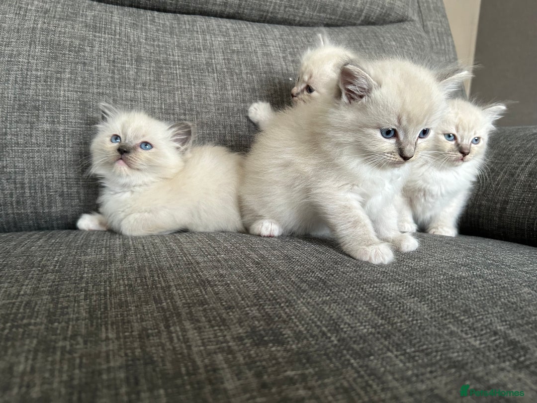 Ragdoll cats for sale: Amazing Ragdoll kittens 3 female 1 male - Image 11