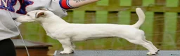 Jack Russell dogs for sale: KC Registered Smooth Jack Russell Terriers in Bordon - Advert 2