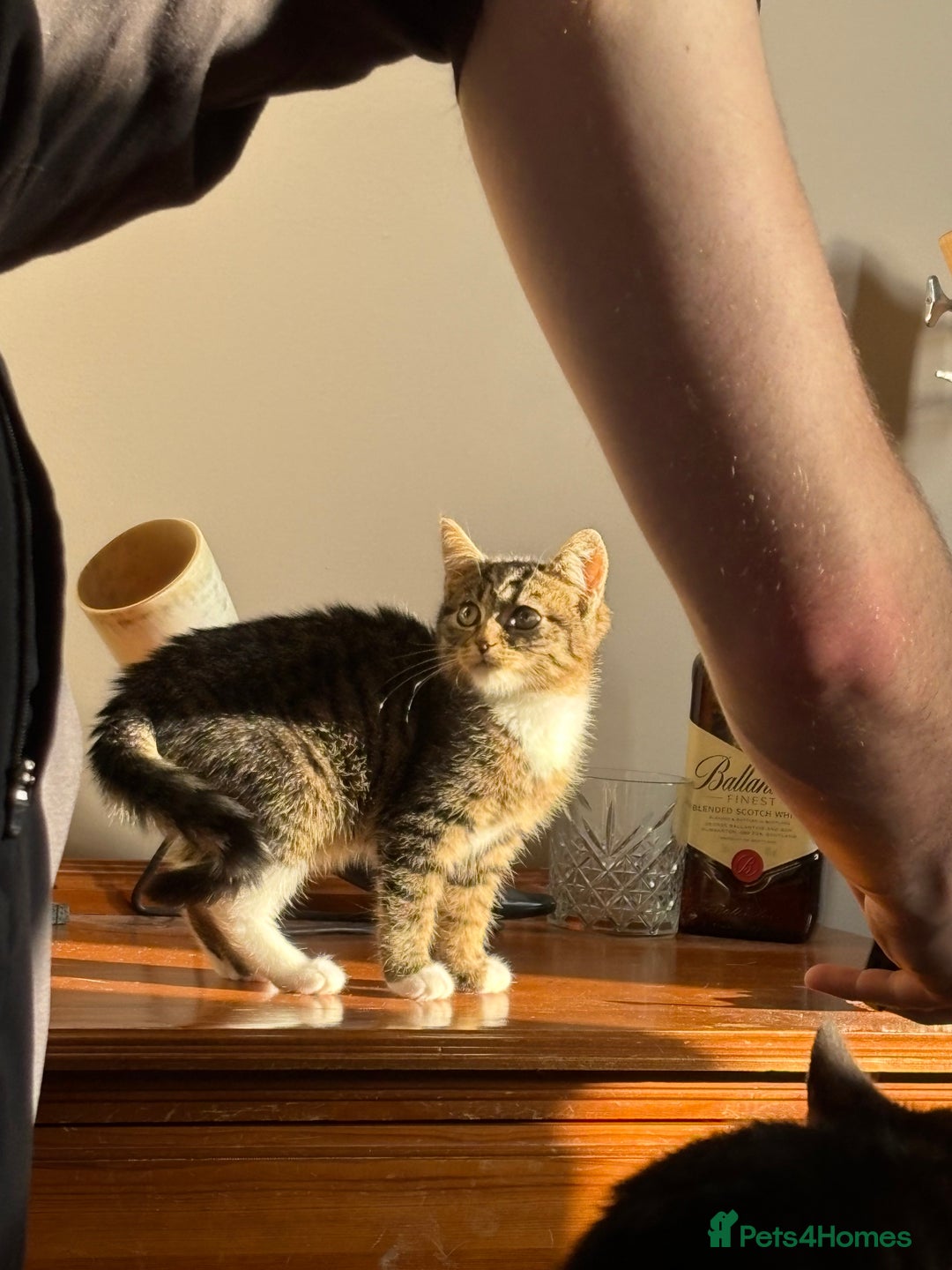 Mixed Breed cats for sale: two bonded kittens for sale £250 for both cats  - Image 5