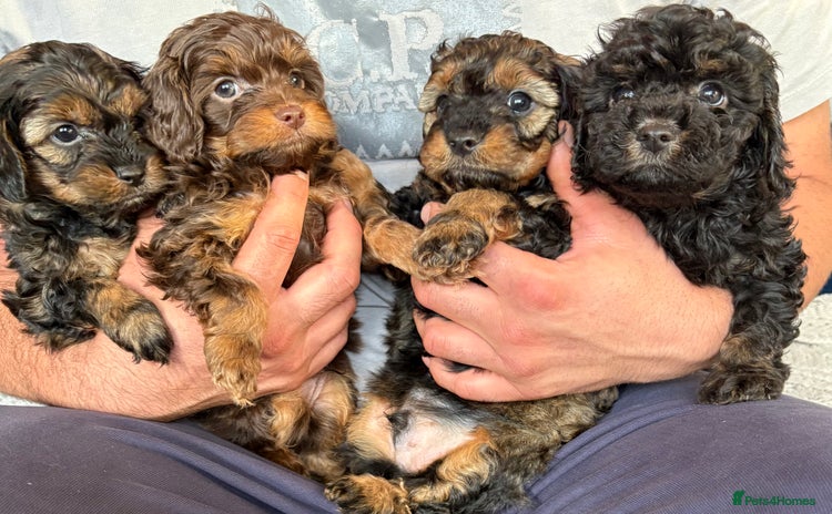 Cavapoo dogs - Advert 5