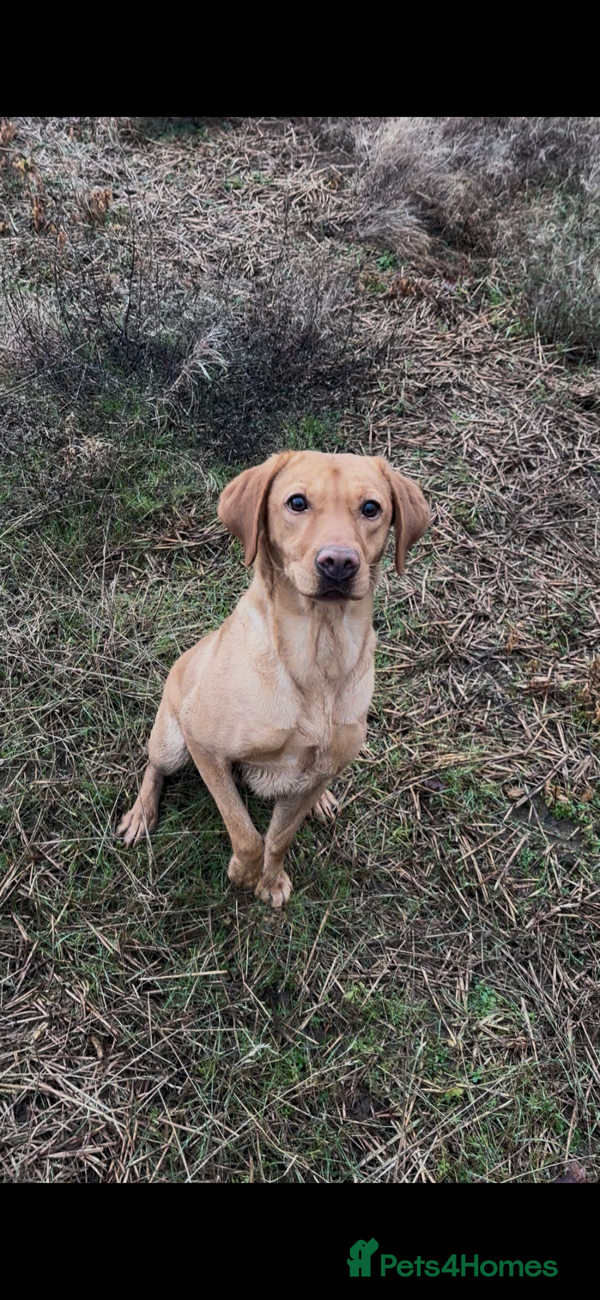 Labrador Retriever dogs Lab bitch - Advert 1