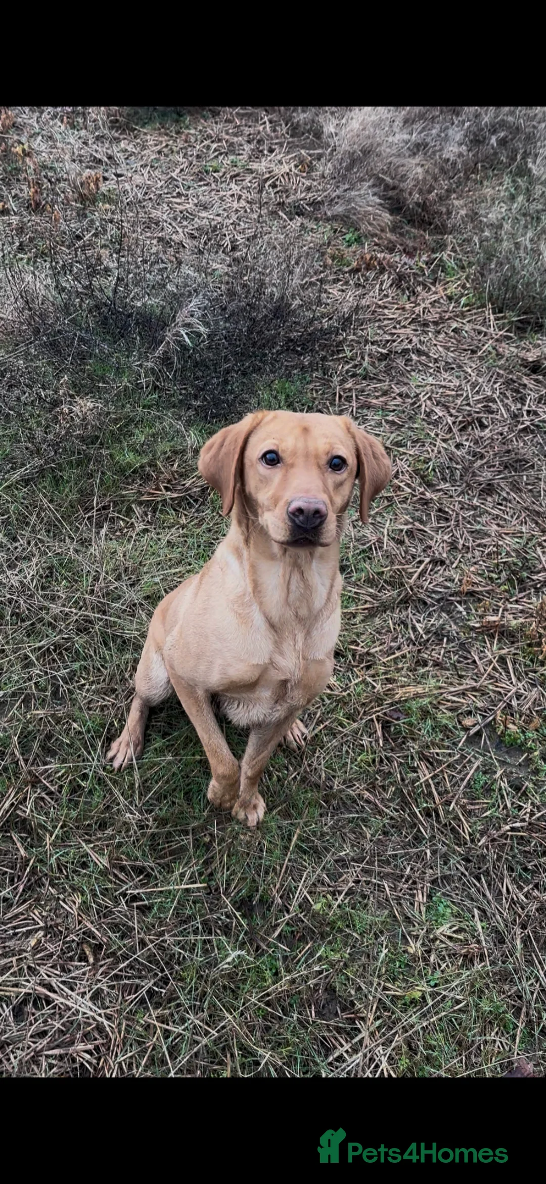 Labrador Retriever dogs for sale: Lab bitch - Advert 1