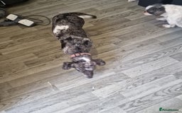 Doxiepoo dogs for sale: Doxiepoo - Advert 4