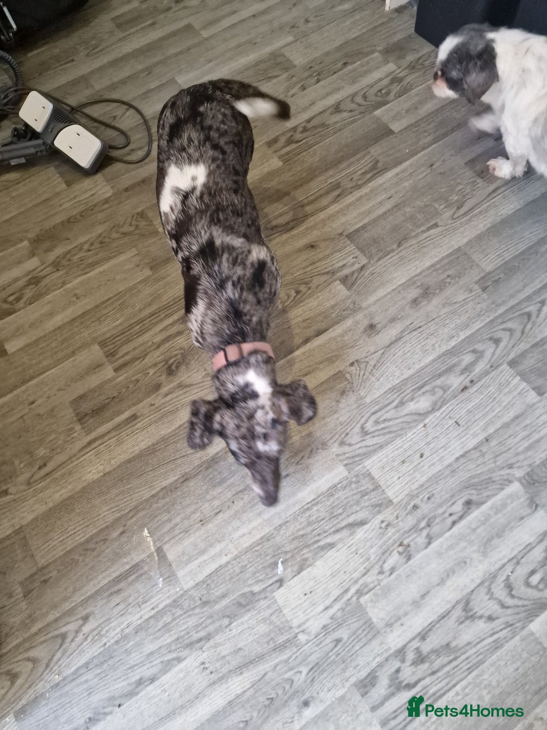 Doxiepoo dogs for sale: Doxiepoo - Advert 4