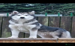 Mixed Breed dogs for sale: Malamute / Labrador pups  - Advert 1