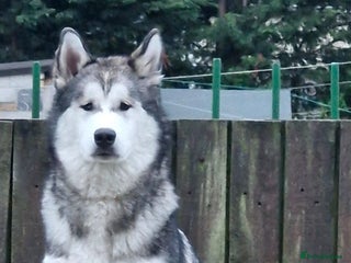 Mixed Breed dogs Malamute / Labrador pups - Advert 1