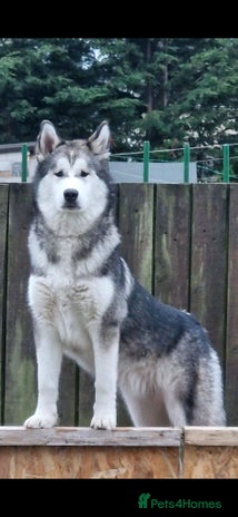 Mixed Breed dogs Malamute / Labrador pups - Advert 1