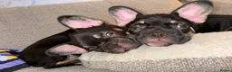 French Bulldog dogs for sale: Fluffy Gene French Bulldogs  in Glasgow - Advert 20