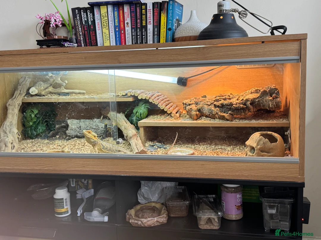 Bearded Dragon reptiles for sale: Bearded dragon for sale in Milton Keynes - Advert 6