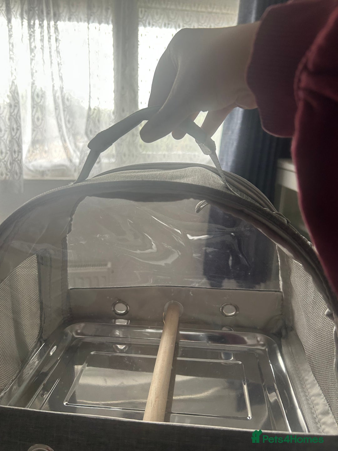 Budgerigars birds for sale: 1 female and 1 male budgies with full setup  - Image 4