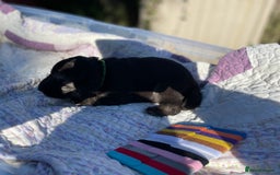 German Shepherd dogs for sale: German Shepherd pups - Image 25