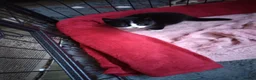 Mixed Breed cats for sale: 2 male kittens - Advert 6