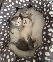 British Shorthair cats - Advert 13