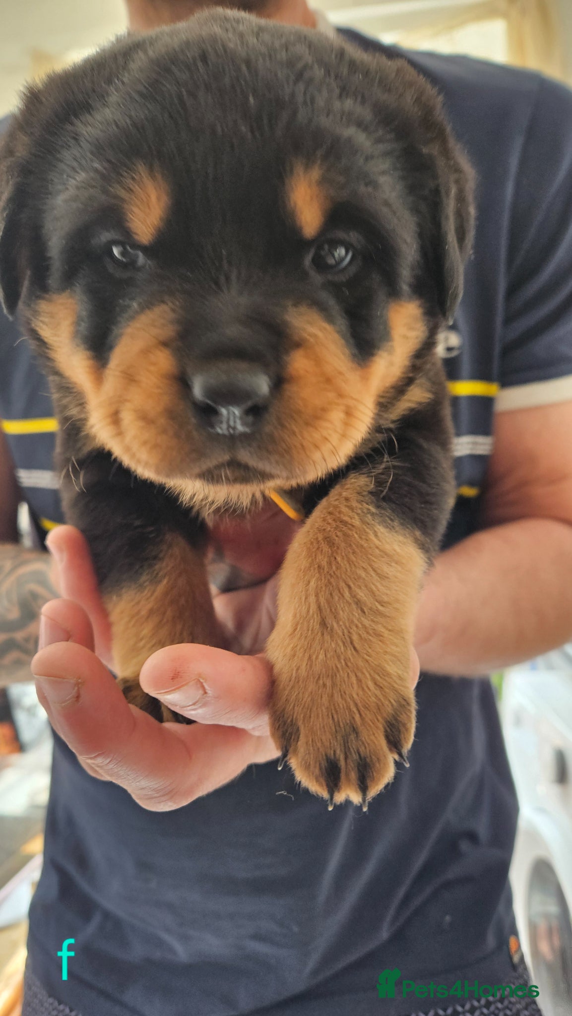 Rottweiler dogs 4 beautiful rottweiler puppies - Advert 10