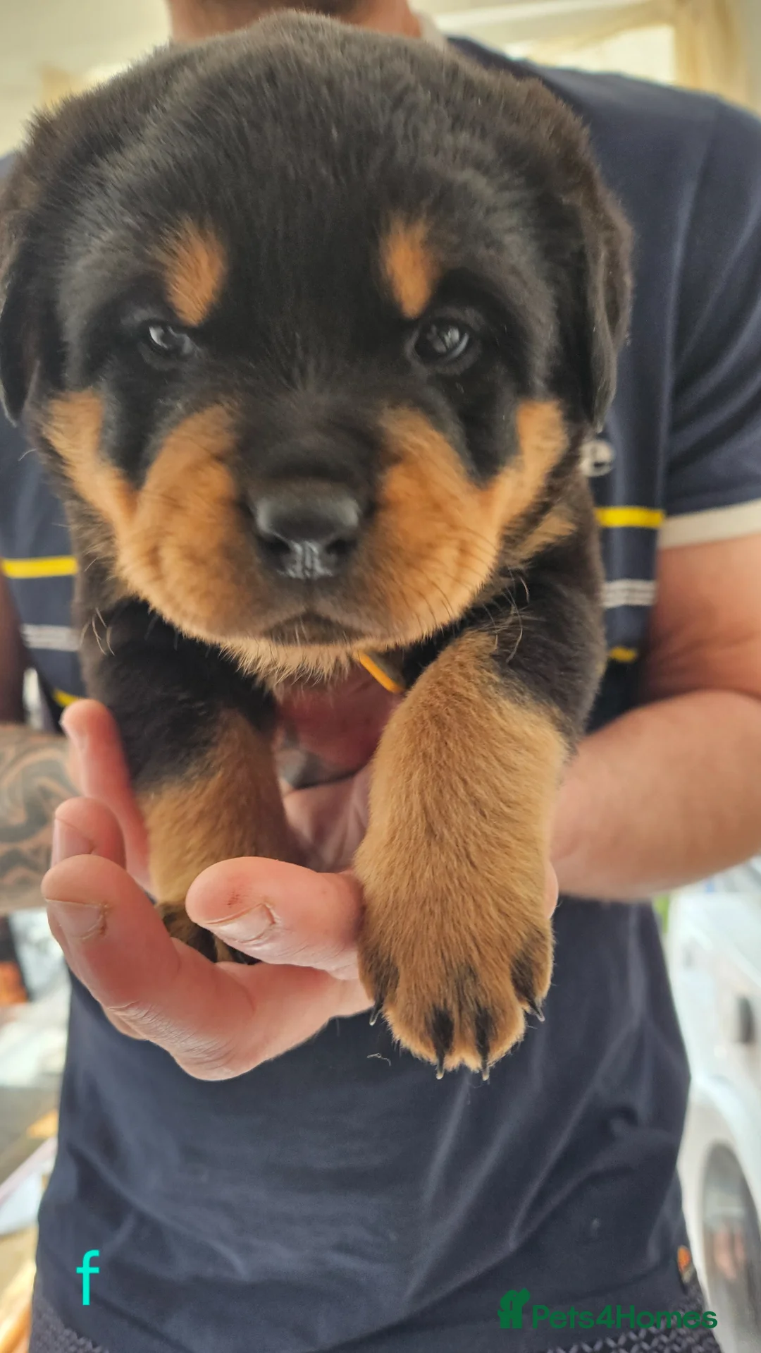 Rottweiler dogs for sale: 4 beautiful rottweiler puppies - Advert 1