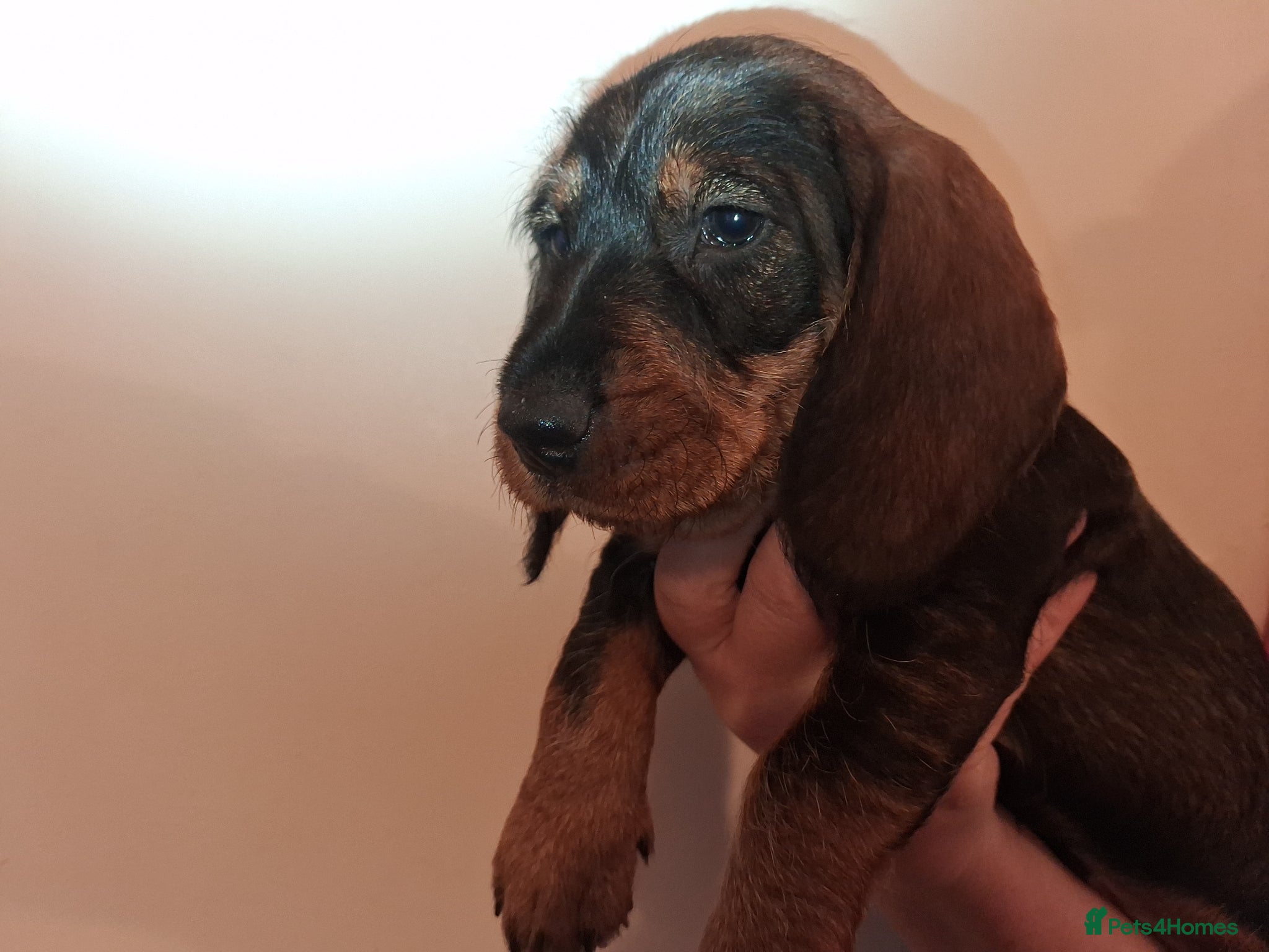 Dachshund dogs Standard Wirehaired Dachshund/Teckel Puppies - Advert 1
