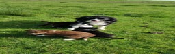 Border Collie dogs for stud: STUD DOGS PROVEN Red / Chocolate & Black and White in Bingley - Advert 22