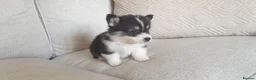 Welsh Corgi Pembroke dogs for sale: 8 Beautiful Kc Welsh Corgi puppies ready soon... - Advert 9