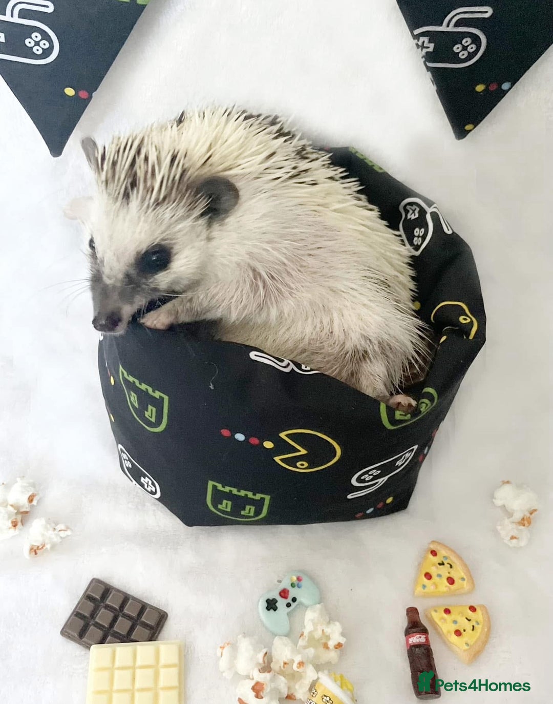 Pygmy Hedgehog rodents for sale: Male Pygmy hedgehog for rehoming - Image 2