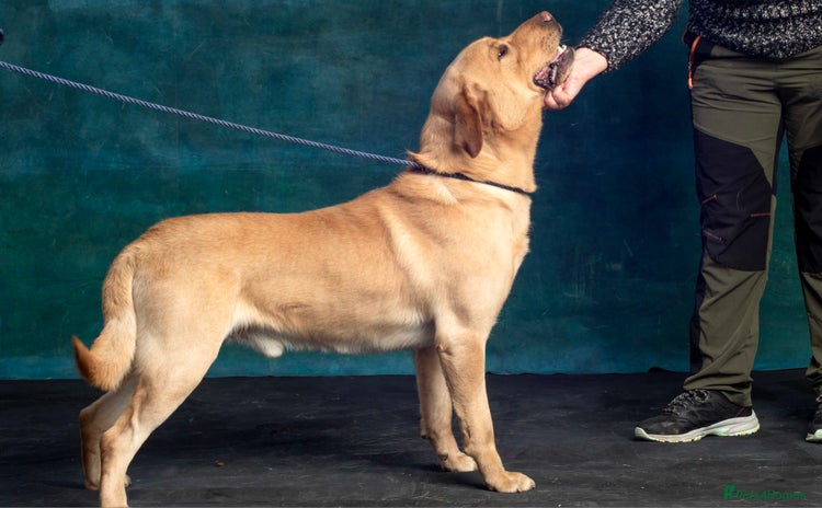 Labrador Retriever dogs - Advert 1