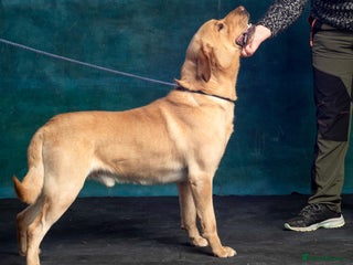 Labrador Retriever dogs Standing at Stud. - Advert 2