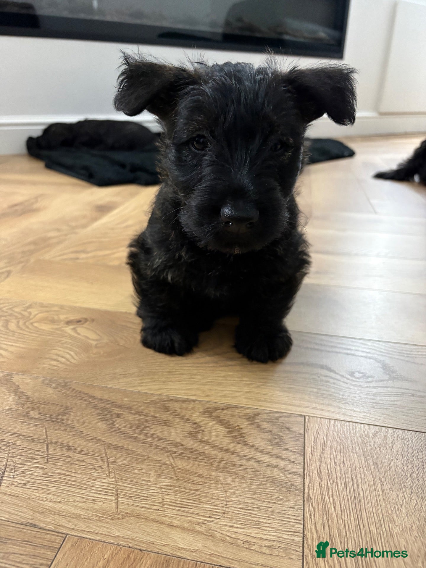 Scottish Terrier dogs Scottish terrier 1  Brindle boy - Advert 2