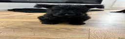 Scottish Terrier dogs for sale: Scottish terrier 1  Brindle boy ready to go  - Advert 2