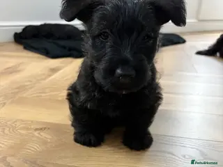 Scottish Terrier dogs Scottish terrier 1 Brindle boy - Advert 2