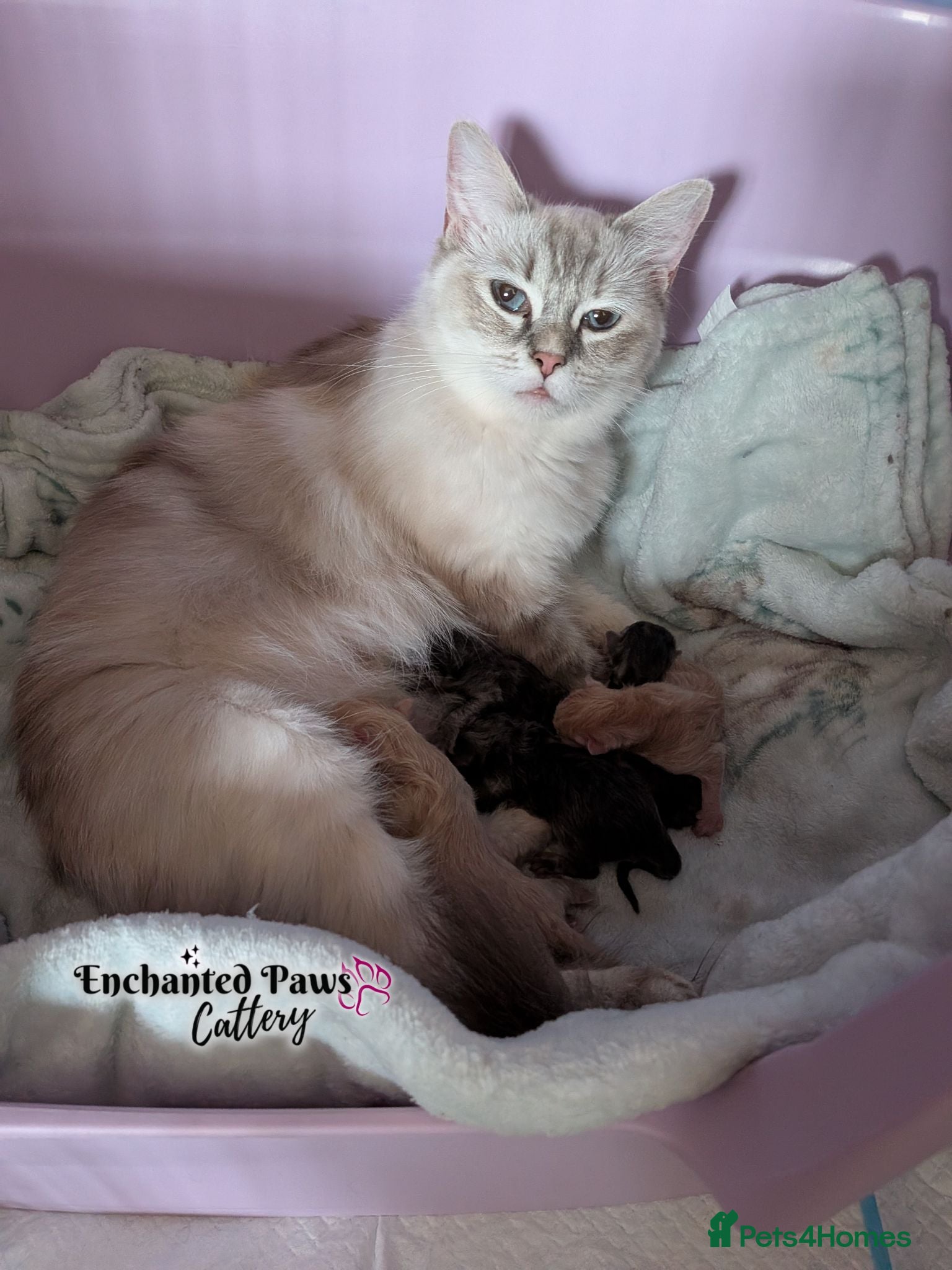 Ragcoon cats Beautiful Ragcoon Litter - Advert 1