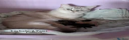 Ragcoon cats for sale: Beautiful Ragcoon Litter - Advert 1
