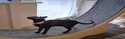Oriental cats for sale: Black Oriental - Advert 3