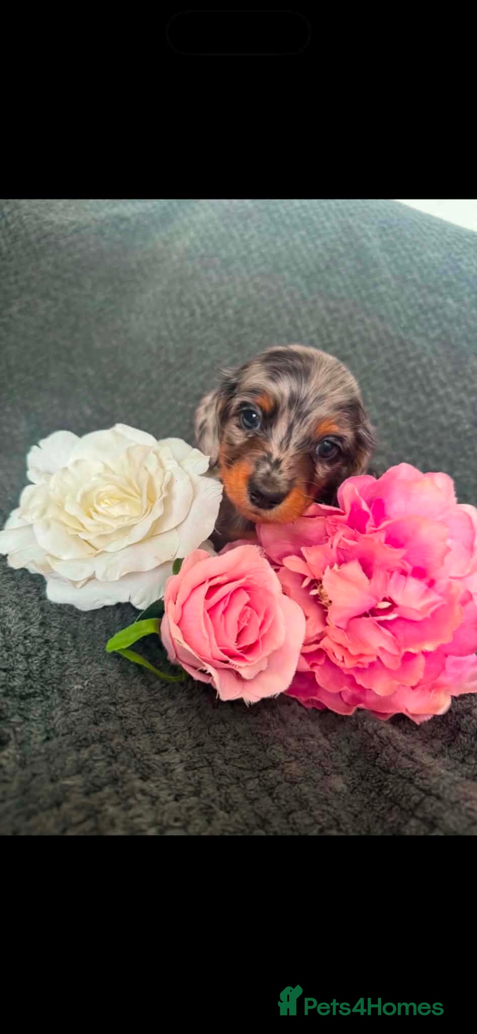 Miniature Dachshund dogs Miniature daschund puppies KC registered  - Advert 2