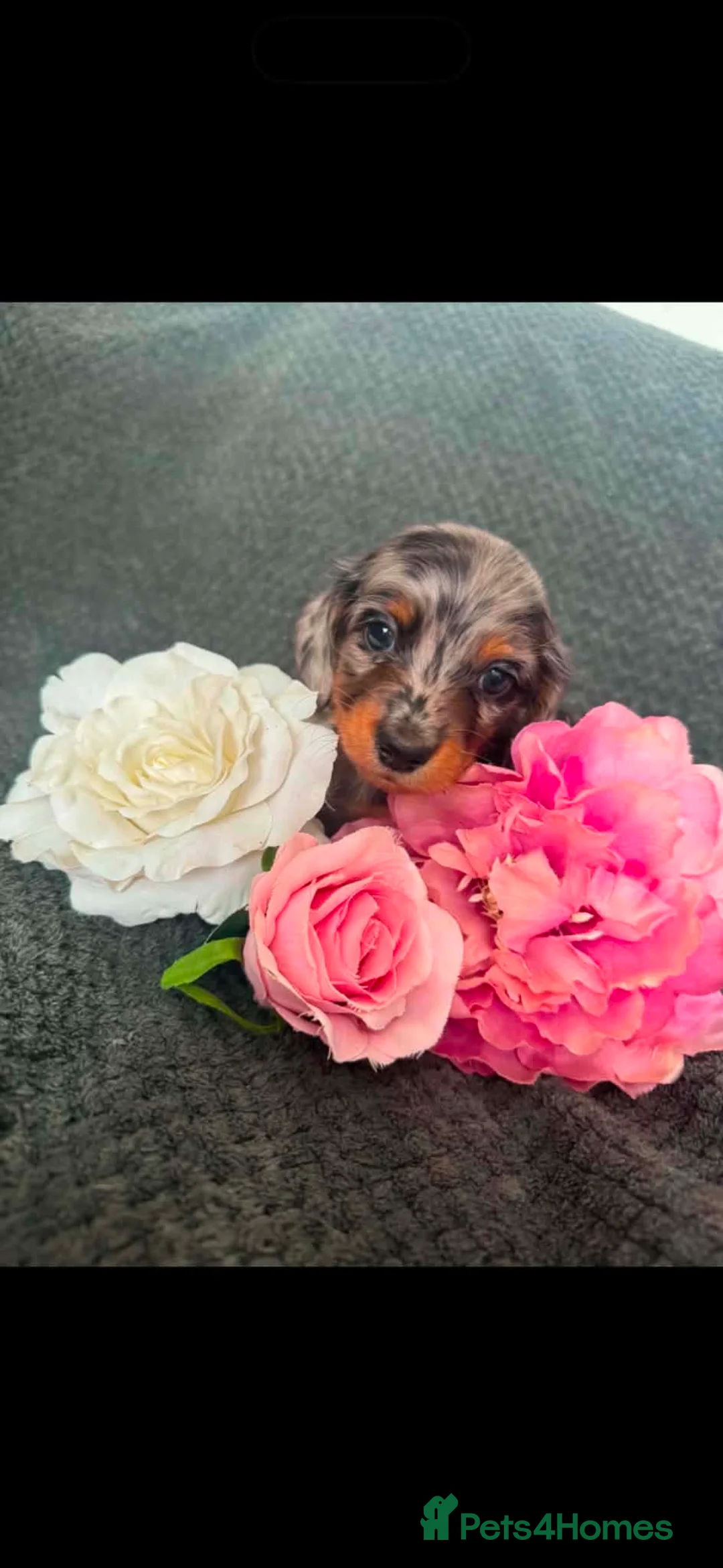 Miniature Dachshund dogs for sale: Miniature daschund puppies KC registered  - Advert 2