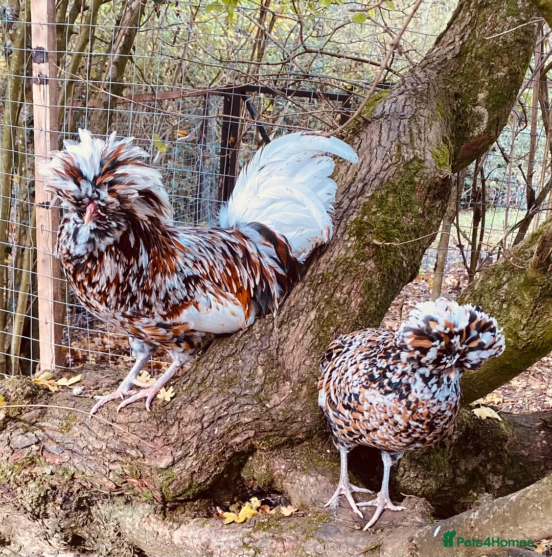 Chickens poultry for sale: Hatching eggs polish  - Advert 2