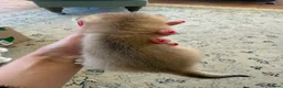 Scottish Fold cats for sale: ‼️READY TO RESERVE beautiful Scottish fold kittens - Advert 8