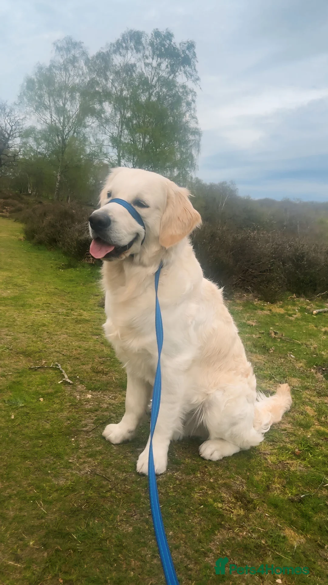 Golden Retriever dogs for sale: winston in Leighton Buzzard - Advert 2