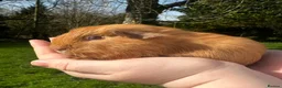 Guinea Pig rodents for sale: Bonded Pair of Baby Boars - Advert 8