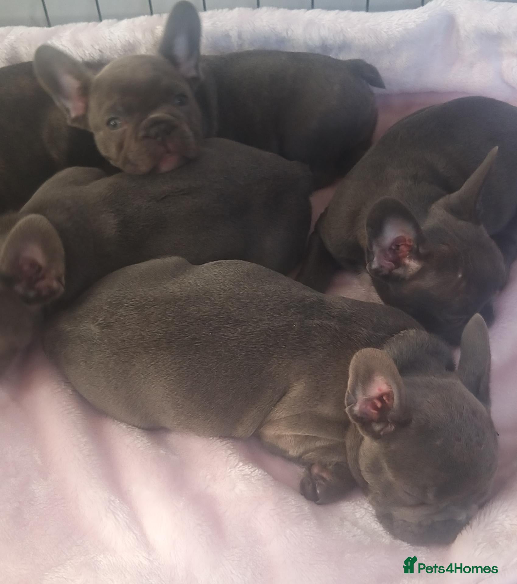 French Bulldog dogs Lilac/pink french bulldog puppies  - Advert 1