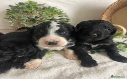 Bernedoodle dogs for sale: STUNNING DNA CLEAR F1 BERNEDOODLES - Image 1